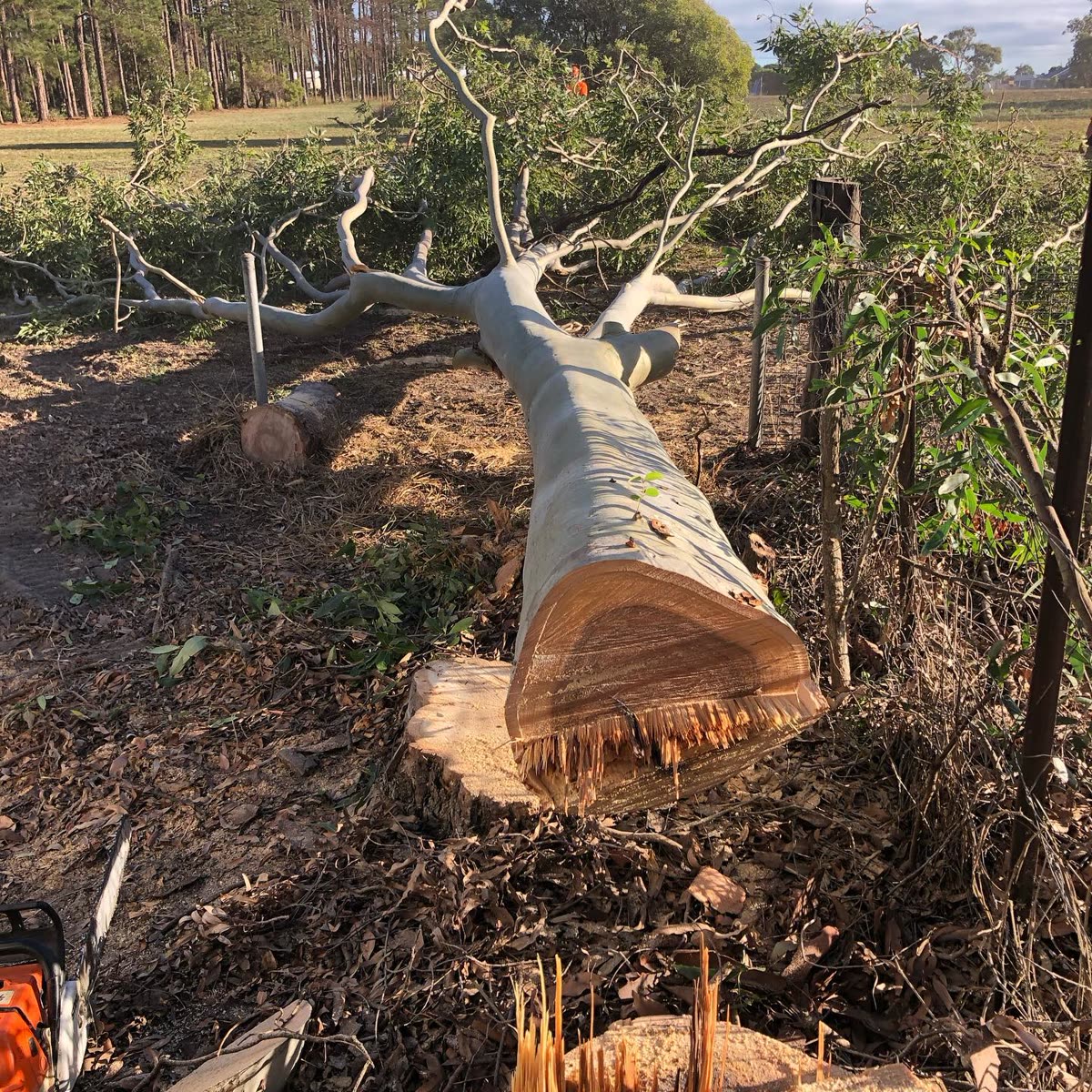 A large gum felled by Bundy & Bargara Tree Service, fresh cut face and mulched ground
